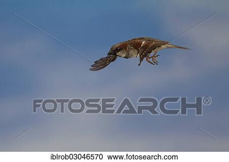 "House Sparrow (Passer domesticus) in flight, Germany, Europe" View Large Photo Image Stock Image - "House Sparrow (Passer domesticus) in flight, Germany, Europe". Fotosearch