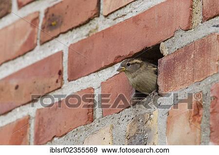 "House sparrow (Passer domesticus), in a hole in a brick wall, Ruegen Island, Mecklenburg-Western Pomerania, Germany, Europe" View Large Photo Image Stock Photo - "House sparrow (Passer domesticus), in a hole in a brick wall, Ruegen Island, Mecklenburg-Western Pomerania, Germany, Europe". Fotosearch