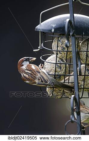 House Sparrow (Passer domesticus) on a fat ball feeder in a garden, Norfolk, England, United Kingdom, Europe View Large Photo Image Stock Photography - House Sparrow (Passer domesticus) on a fat ball feeder in a garden, Norfolk, England, United Kingdom, Europe. Fotosearch