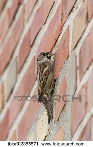 "House Sparrow (Passer domesticus), on a brick wall, Ruegen Island, Mecklenburg-Western Pomerania, Germany, Europe" View Large Photo Image Stock Image - "House Sparrow (Passer domesticus), on a brick wall, Ruegen Island, Mecklenburg-Western Pomerania, Germany, Europe". Fotosearch