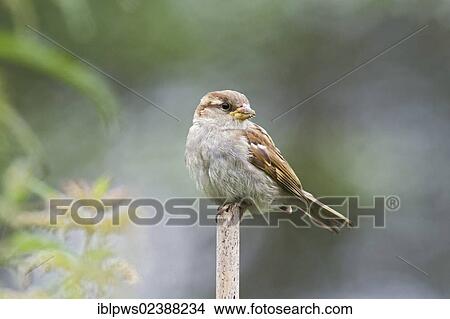 "House sparrow (Passer domesticus), perching, South Wales, United Kingdom, Europe" View Large Photo Image Picture - "House sparrow (Passer domesticus), perching, South Wales, United Kingdom, Europe". Fotosearch