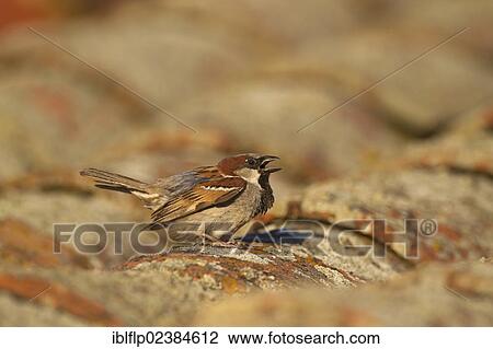 Stock Image - "House Sparrow (Passer domesticus), adult male, displaying on tiled roof, Castilla y Leon, Spain, Europe". Fotosearch