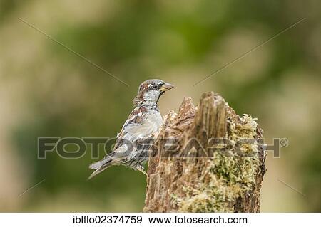 "House Sparrow (Passer domesticus), Limburg an der Lahn, Hesse, Germany, Europe" View Large Photo Image Stock Photo - "House Sparrow (Passer domesticus), Limburg an der Lahn, Hesse, Germany, Europe". Fotosearch