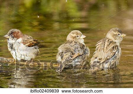 "House Sparrow (Passer domesticus), Limburg an der Lahn, Hesse, Germany, Europe" View Large Photo Image Stock Photo - "House Sparrow (Passer domesticus), Limburg an der Lahn, Hesse, Germany, Europe". Fotosearch
