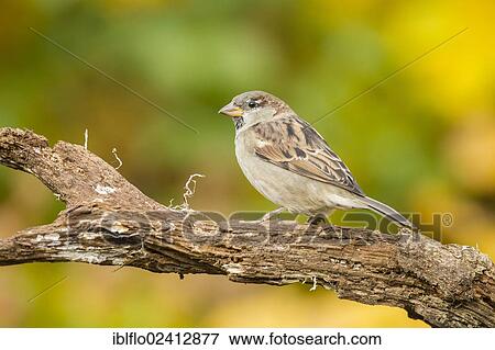 House Sparrow (Passer domesticus), Limburg an der Lahn, Hesse, Germany, Europe View Large Photo Image Stock Photo - House Sparrow (Passer domesticus), Limburg an der Lahn, Hesse, Germany, Europe. Fotosearch