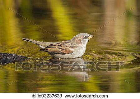 "House Sparrow (Passer domesticus), taking a bath, Offheim, Landkreis Limburg-Weilburg, Hessen, Germany, Europe" View Large Photo Image Stock Photo - "House Sparrow (Passer domesticus), taking a bath, Offheim, Landkreis Limburg-Weilburg, Hessen, Germany, Europe". Fotosearch