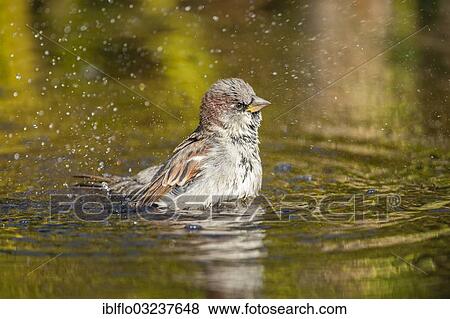 "House Sparrow (Passer domesticus), taking a bath, Offheim, Landkreis Limburg-Weilburg, Hessen, Germany, Europe" View Large Photo Image Stock Photo - "House Sparrow (Passer domesticus), taking a bath, Offheim, Landkreis Limburg-Weilburg, Hessen, Germany, Europe". Fotosearch