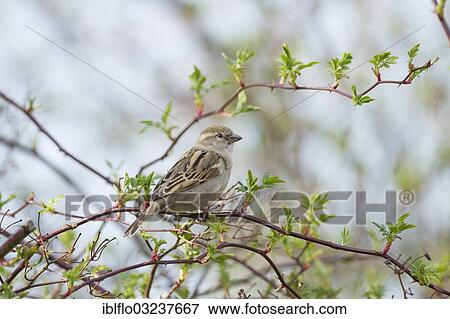 "House Sparrow (Passer domesticus), Offheim, Landkreis Limburg-Weilburg, Hessen, Germany, Europe" View Large Photo Image Stock Photo - "House Sparrow (Passer domesticus), Offheim, Landkreis Limburg-Weilburg, Hessen, Germany, Europe". Fotosearch