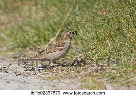 Stock Photo - "House Sparrow (Passer domesticus), adult female, feeding, with insect prey in beak, standing on ground, Powys, Wales, United Kingdom, Europe". Fotosearch