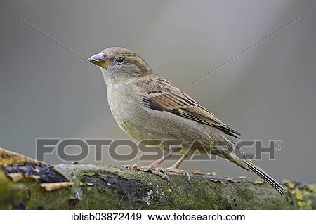 "House Sparrow (Passer domesticus), female, Lower Saxony, Germany, Europe" View Large Photo Image Stock Photo - "House Sparrow (Passer domesticus), female, Lower Saxony, Germany, Europe". Fotosearch