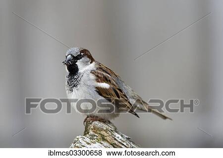 "House Sparrow (Passer domesticus), male, Tating, Eiderstedt, North Frisia, Schleswig-Holstein, Germany, Europe" View Large Photo Image Stock Photo - "House Sparrow (Passer domesticus), male, Tating, Eiderstedt, North Frisia, Schleswig-Holstein, Germany, Europe". Fotosearch