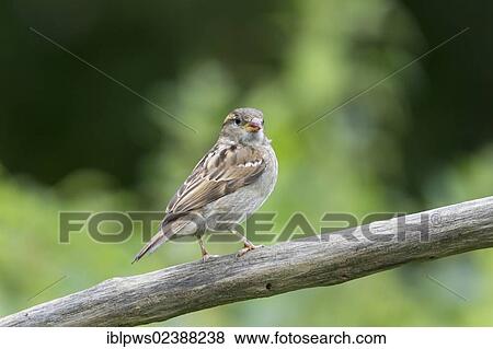 "House sparrow (Passer domesticus), female, perching, South Wales, United Kingdom, Europe" View Large Photo Image Stock Photo - "House sparrow (Passer domesticus), female, perching, South Wales, United Kingdom, Europe". Fotosearch