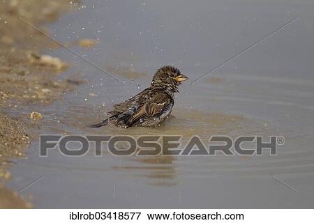 Stock Photo - "House Sparrow (Passer domesticus), bathing, North Bulgaria, Bulgaria, Europe". Fotosearch