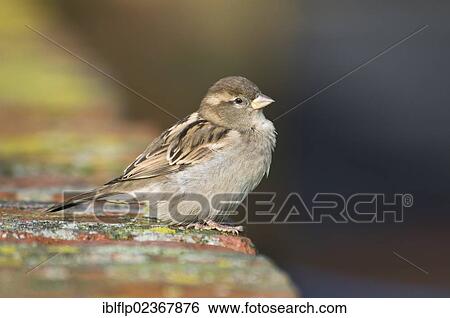 "House Sparrow (Passer domesticus), adult female, perched on brick wall, Elmley Marshes Nature Reserve, Kent, Isle of Sheppey, England, United Kingdom, Europe" View Large Photo Image Stock Photograph - "House Sparrow (Passer domesticus), adult female, perched on brick wall, Elmley Marshes Nature Reserve, Kent, Isle of Sheppey, England, United Kingdom, Europe". Fotosearch