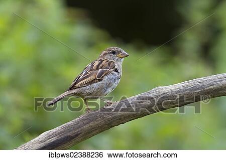 "House sparrow (Passer domesticus), perching, South Wales, United Kingdom, Europe" View Large Photo Image Stock Photograph - "House sparrow (Passer domesticus), perching, South Wales, United Kingdom, Europe". Fotosearch