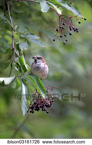 "House Sparrow (Passer domesticus) eating berries from a Black Elderberry (Sambucus nigra), adult, male, Apeldoorn, Gelderland, The Netherlands, Europe" View Large Photo Image Stock Photograph - "House Sparrow (Passer domesticus) eating berries from a Black Elderberry (Sambucus nigra), adult, male, Apeldoorn, Gelderland, The Netherlands, Europe". Fotosearch