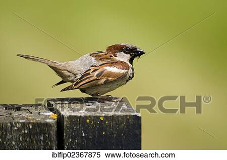 "House Sparrow (Passer domesticus), adult male, with insects in beak, perched on fencepost, Elmley Marshes Nature Reserve" View Large Photo Image Stock Photography - "House Sparrow (Passer domesticus), adult male, with insects in beak, perched on fencepost, Elmley Marshes Nature Reserve". Fotosearch