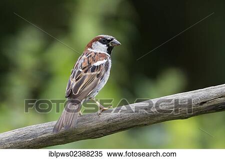 "House sparrow (Passer domesticus), perching, South Wales, United Kingdom, Europe" View Large Photo Image Stock Photography - "House sparrow (Passer domesticus), perching, South Wales, United Kingdom, Europe". Fotosearch