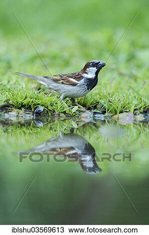 "House Sparrow (Passer domesticus) with its reflection in the water, Rhodopes, Bulgaria, Europe" View Large Photo Image Stock Image - "House Sparrow (Passer domesticus) with its reflection in the water, Rhodopes, Bulgaria, Europe". Fotosearch