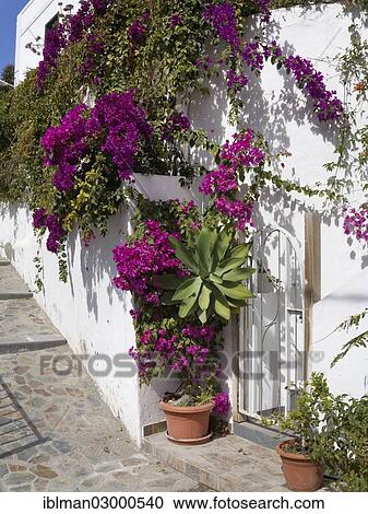 Stock Image - "House wall with bougainvillea in La Calera, Valle Gran Rey valley, La Gomera, Valle Gran Rey, Canary Islands, Spain, Europe". Fotosearch