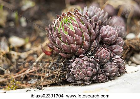 "Houseleek (Sempervivum) on the island of Mainau, Baden-Wuerttemberg, Germany, Europe" View Large Photo Image Picture - "Houseleek (Sempervivum) on the island of Mainau, Baden-Wuerttemberg, Germany, Europe". Fotosearch