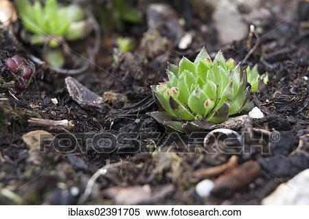 Stock Photography - "Houseleek (Sempervivum) on the island of Mainau, Baden-Wuerttemberg, Germany, Europe". Fotosearch