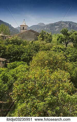"Houses and orange trees, Biniaraix, Soller, Majorca, Balearic Islands, Spain, Europe" View Large Photo Image Stock Image - "Houses and orange trees, Biniaraix, Soller, Majorca, Balearic Islands, Spain, Europe". Fotosearch