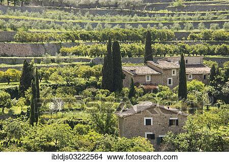 "Houses and orange trees, Fornalutx, Soller, Majorca, Balearic Islands, Spain, Europe" View Large Photo Image Picture - "Houses and orange trees, Fornalutx, Soller, Majorca, Balearic Islands, Spain, Europe". Fotosearch