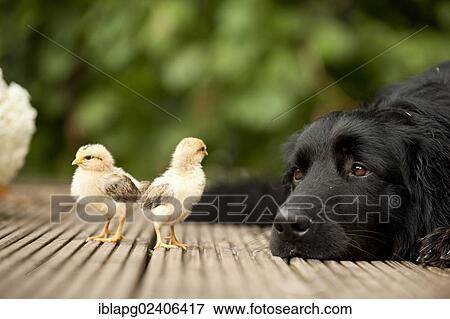 "Hovawart and chicks, animal friendship" View Large Photo Image Stock Photo - "Hovawart and chicks, animal friendship". Fotosearch