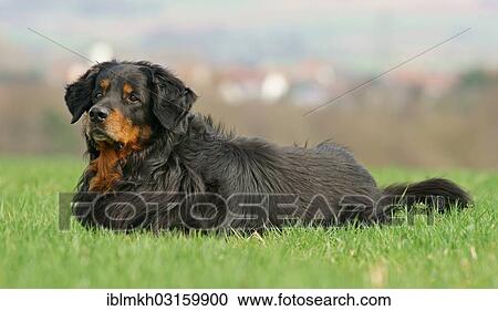 Stock Image - "Hovawart, dog breed, Bad Hersfeld, Hesse, Germany, Europe". Fotosearch