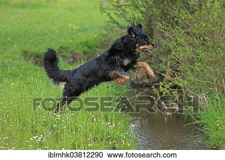 Stock Image - "Hovawart jumping over brook, Germany, Europe". Fotosearch