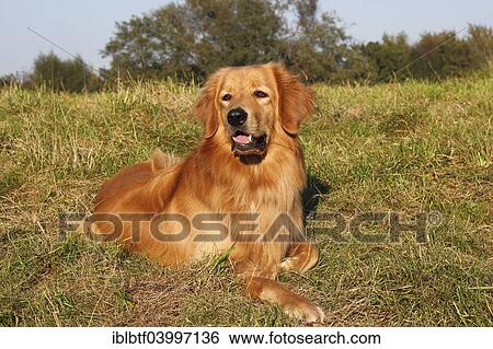 "Hovawart, male dog, 16 months, lying in a meadow, Germany, Europe" View Large Photo Image Stock Photograph - "Hovawart, male dog, 16 months, lying in a meadow, Germany, Europe". Fotosearch