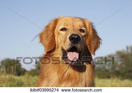 "Hovawart, male dog, 16 months, North Rhine-Westphalia, Germany, Europe" View Large Photo Image Picture - "Hovawart, male dog, 16 months, North Rhine-Westphalia, Germany, Europe". Fotosearch