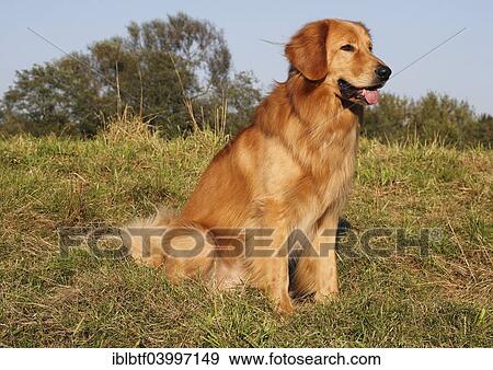 "Hovawart, male dog, 16 months, sitting in a meadow, Germany, Europe" View Large Photo Image Stock Photo - "Hovawart, male dog, 16 months, sitting in a meadow, Germany, Europe". Fotosearch