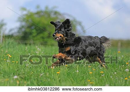 "Hovawart running over meadow, Germany, Europe" View Large Photo Image Stock Photograph - "Hovawart running over meadow, Germany, Europe". Fotosearch