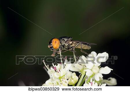 "Hoverfly (Chrysogaster solstitialis), on a flower, South Wales, Wales, United Kingdom, Europe" View Large Photo Image Stock Photo - "Hoverfly (Chrysogaster solstitialis), on a flower, South Wales, Wales, United Kingdom, Europe". Fotosearch