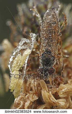 "Hoverfly (Dasysyrphus sp. ), Bad Hersfeld, Hesse, Germany, Europe" View Large Photo Image Picture - "Hoverfly (Dasysyrphus sp. ), Bad Hersfeld, Hesse, Germany, Europe". Fotosearch