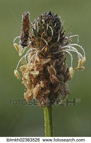 "Hoverfly (Dasysyrphus sp. ), Bad Hersfeld, Hesse, Germany, Europe" View Large Photo Image Stock Photograph - "Hoverfly (Dasysyrphus sp. ), Bad Hersfeld, Hesse, Germany, Europe". Fotosearch