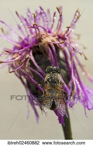 "Hoverfly, dronefly or drone fly (Eristalis tenax), Upper Isar River, Bavaria, Germany, Europe" View Large Photo Image Stock Image - "Hoverfly, dronefly or drone fly (Eristalis tenax), Upper Isar River, Bavaria, Germany, Europe". Fotosearch