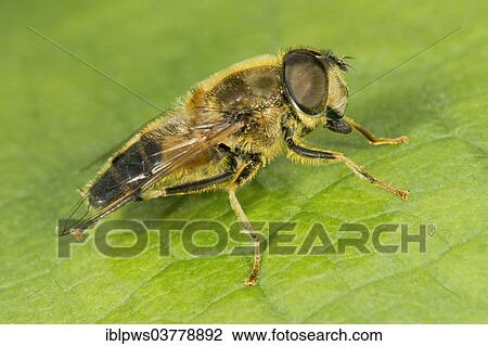"Hoverfly (Eristalis tenax), Wales, United Kingdom, Europe" View Large Photo Image Stock Image - "Hoverfly (Eristalis tenax), Wales, United Kingdom, Europe". Fotosearch