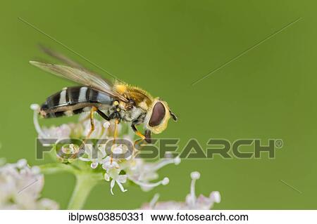 "Hoverfly (Leucozona glaucia), feeding on a flower, South Wales, Wales, United Kingdom, Europe" View Large Photo Image Stock Image - "Hoverfly (Leucozona glaucia), feeding on a flower, South Wales, Wales, United Kingdom, Europe". Fotosearch