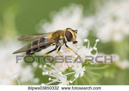 "Hoverfly (Leucozona glaucia), on a flower, South Wales, Wales, United Kingdom, Europe" View Large Photo Image Stock Image - "Hoverfly (Leucozona glaucia), on a flower, South Wales, Wales, United Kingdom, Europe". Fotosearch