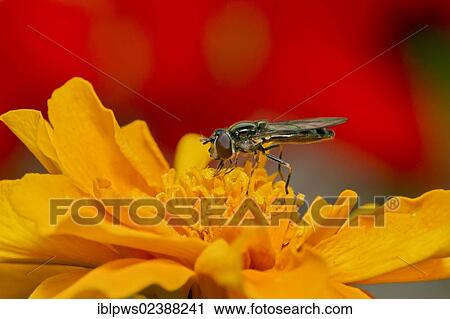 "Hoverfly (Parasyrphus punctulatus), feeding on a marigold flower (Tagetes sp. ), South Wales, United Kingdom, Europe" View Large Photo Image Stock Image - "Hoverfly (Parasyrphus punctulatus), feeding on a marigold flower (Tagetes sp. ), South Wales, United Kingdom, Europe". Fotosearch