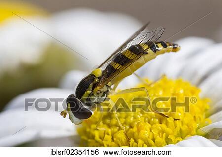 "Hoverfly (Syrphidae) on a daisy, Hesse, Germany, Europe" View Large Photo Image Stock Photograph - "Hoverfly (Syrphidae) on a daisy, Hesse, Germany, Europe". Fotosearch