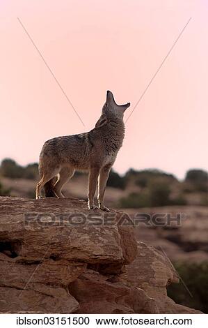 "Howling Coyote (Canis latrans) in the morning light, Utah, United States, North America" View Large Photo Image Stock Image - "Howling Coyote (Canis latrans) in the morning light, Utah, United States, North America". Fotosearch