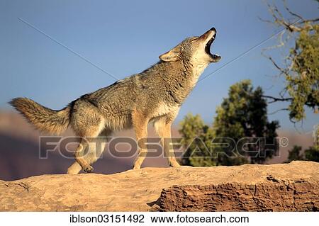 "Howling Coyote (Canis latrans), Utah, United States, North America" View Large Photo Image Stock Image - "Howling Coyote (Canis latrans), Utah, United States, North America". Fotosearch