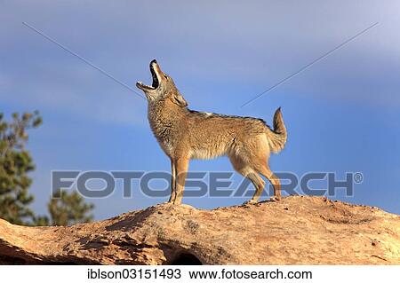 Stock Image - "Howling Coyote (Canis latrans), Utah, United States, North America". Fotosearch