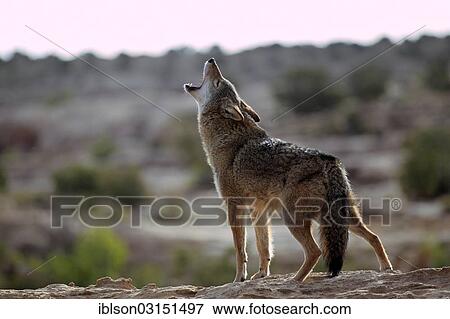"Howling Coyote (Canis latrans), Utah, United States, North America" View Large Photo Image Stock Photo - "Howling Coyote (Canis latrans), Utah, United States, North America". Fotosearch