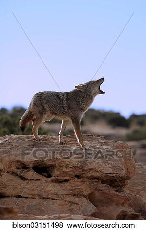"Howling Coyote (Canis latrans), Utah, United States, North America" View Large Photo Image Stock Photo - "Howling Coyote (Canis latrans), Utah, United States, North America". Fotosearch