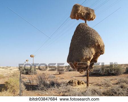 "Huge communal nest of Sociable Weavers (Philetairus socius) on a telephone pole, near Upington, Kalahari Desert, Northern Cape Province, South Africa, Africa" View Large Photo Image Picture - "Huge communal nest of Sociable Weavers (Philetairus socius) on a telephone pole, near Upington, Kalahari Desert, Northern Cape Province, South Africa, Africa". Fotosearch